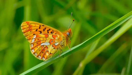 Grøn Trepart giver mere vild natur