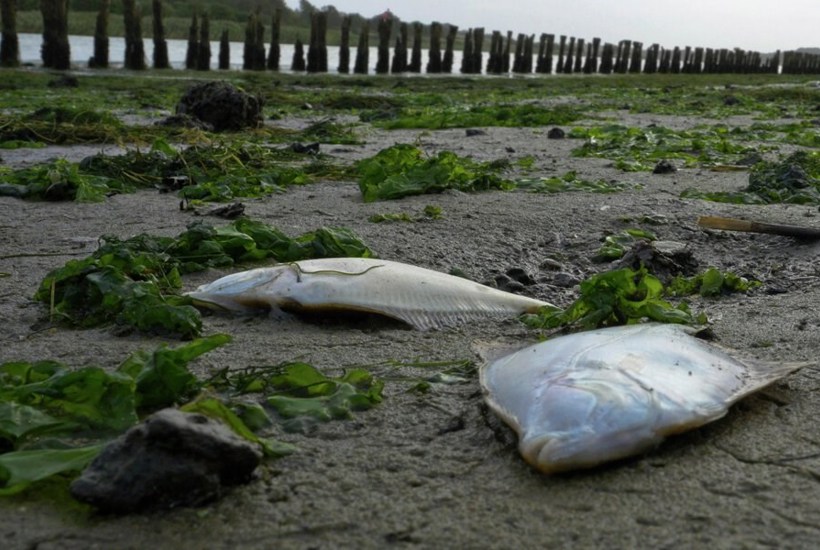 Se kortet: Så slemt er iltsvindet i dit lokale farvand