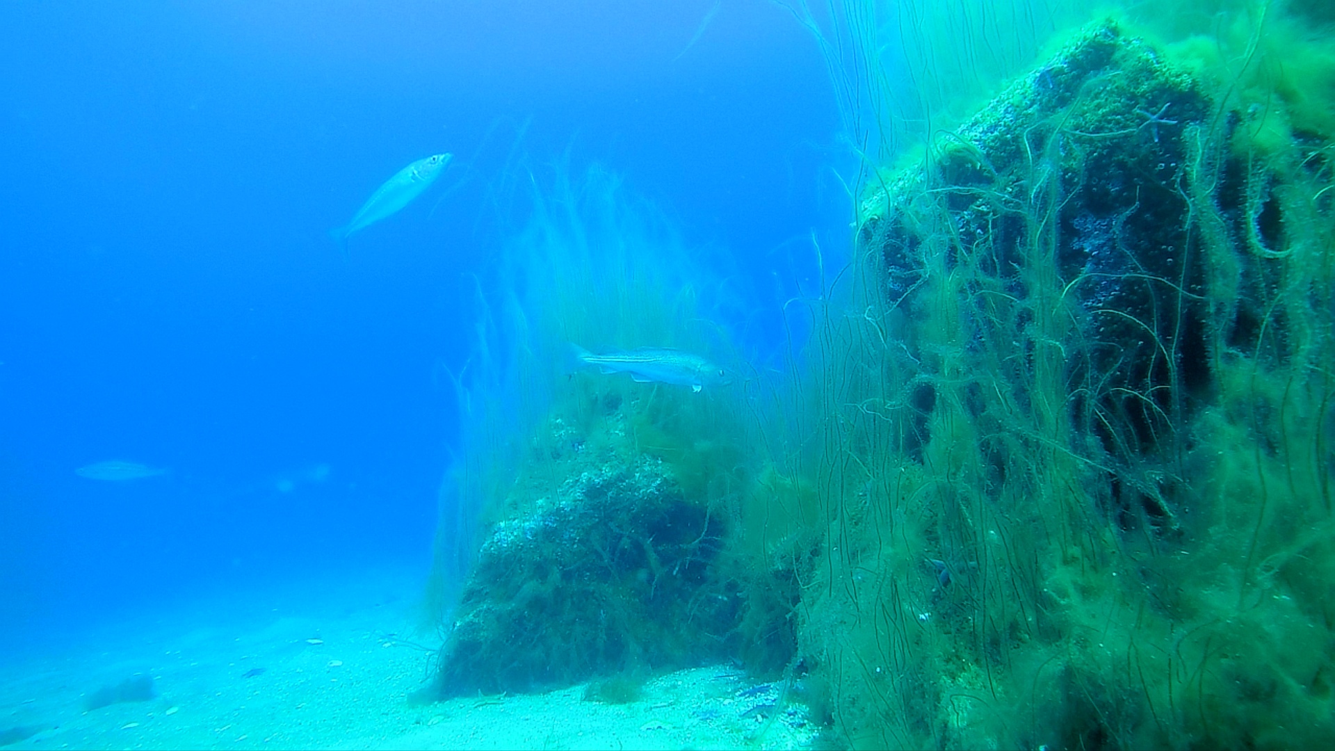 dtu aqua -stenrev.jpg