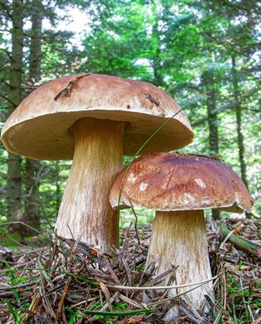 1. Skovens ukronede konge: Karl Johan