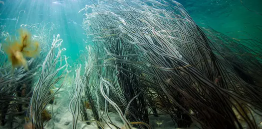 Vil du være med til at sikre livet i havet?