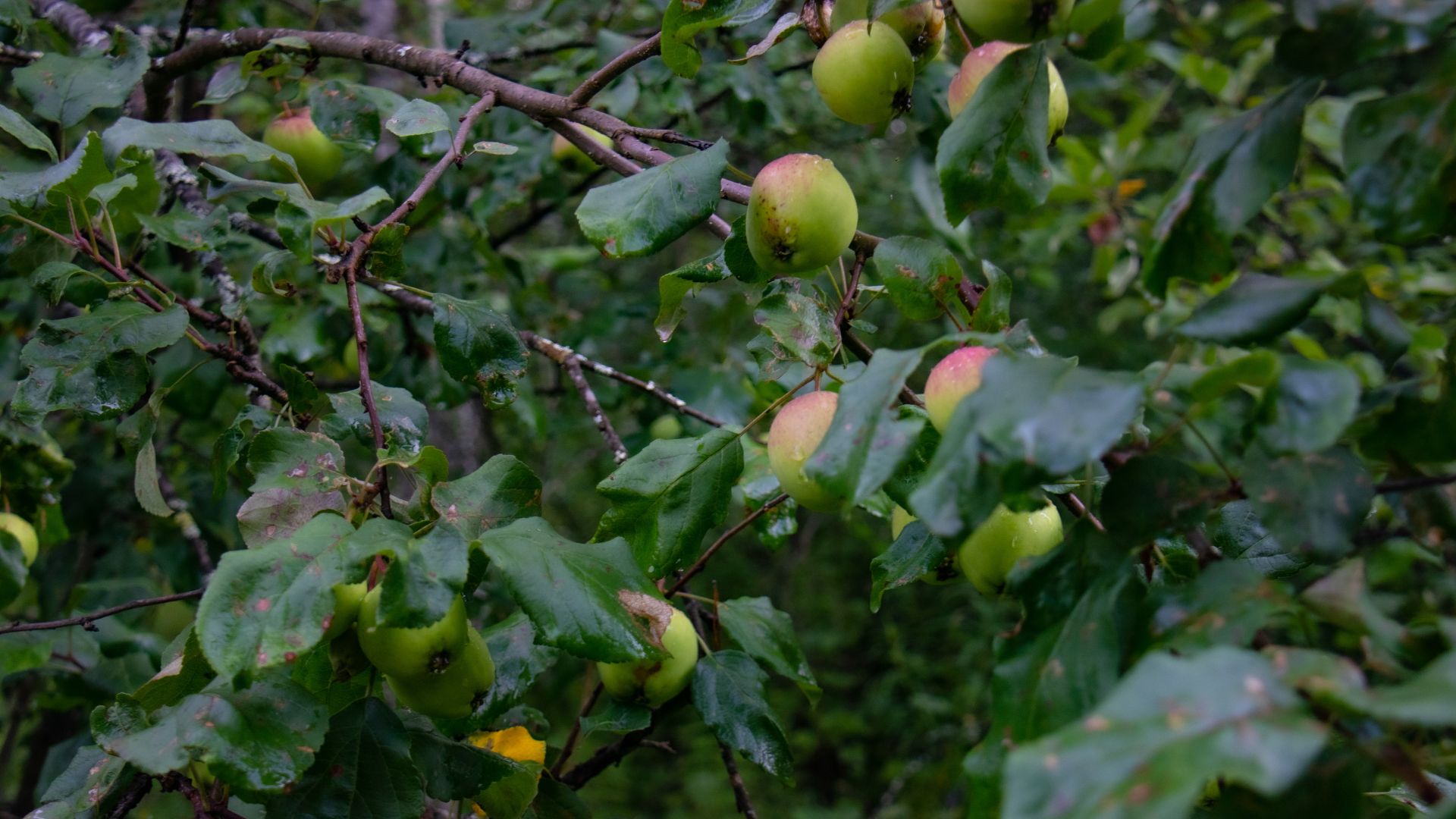 3) Husk årstiden og masser af vand