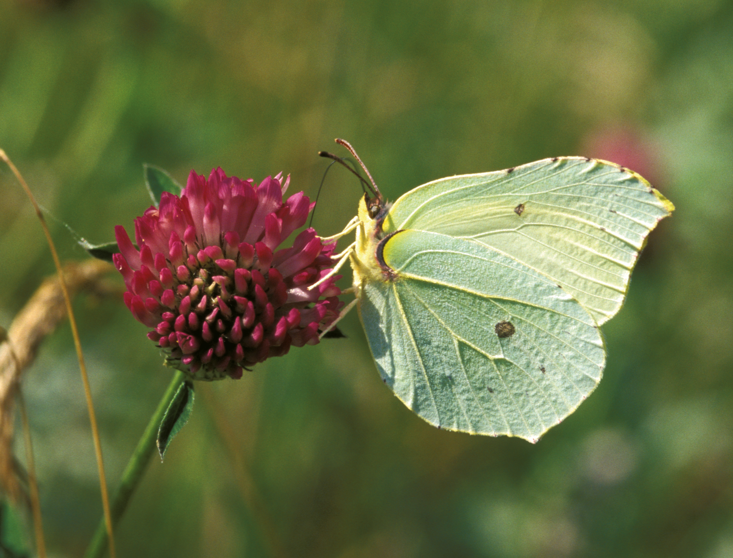 Pension og forsikring til naturen