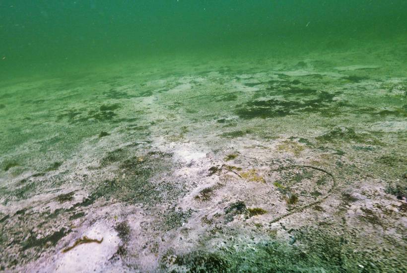 Godt nyt for havet: Ekstra forurening med kvælstof stoppes