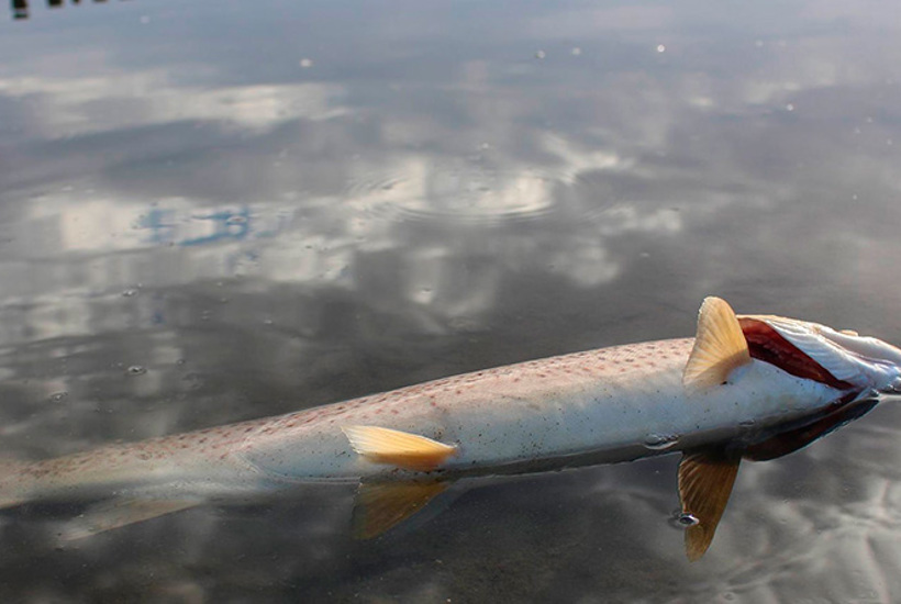 CO2-afgift på landbruget vil også hjælpe havet