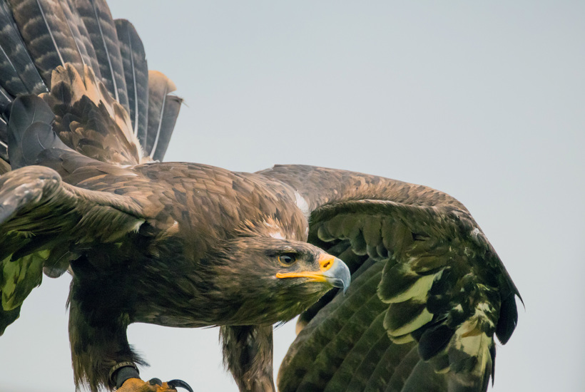   Biodiversitetsråd: Her skal 30 procent beskyttet natur ligge 