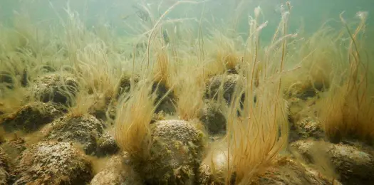 Stenrev myldrer med liv 