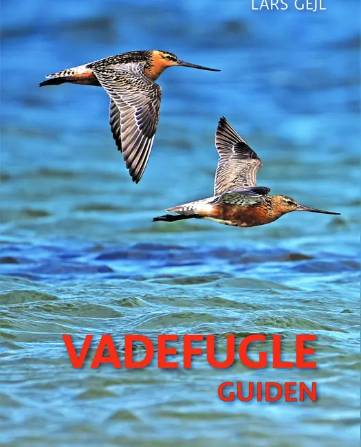 Lær vadefuglene at kende