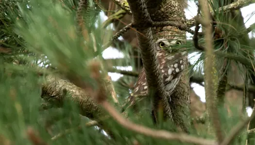 Rødlistet og truet er ikke det samme