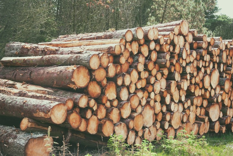Træer brændes til 'grøn' varme. Her er 5 ubehagelige sandheder om biomasse