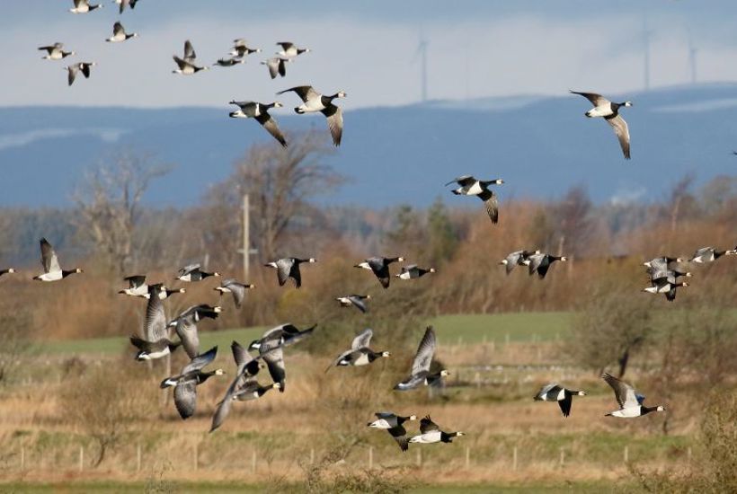 Op mod en million gæs har indtaget Danmark 