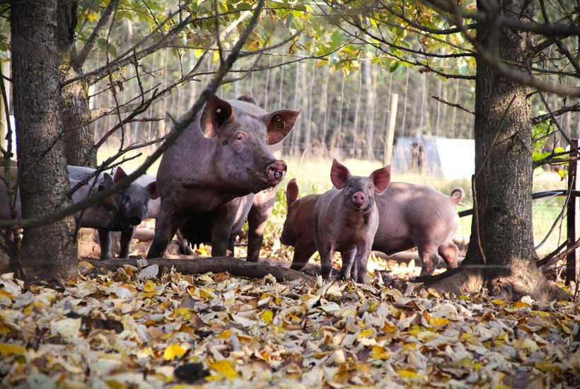 De vil skille sig ud på dyrevelfærd: Mere plads, længere dieperiode og mudder-wellness