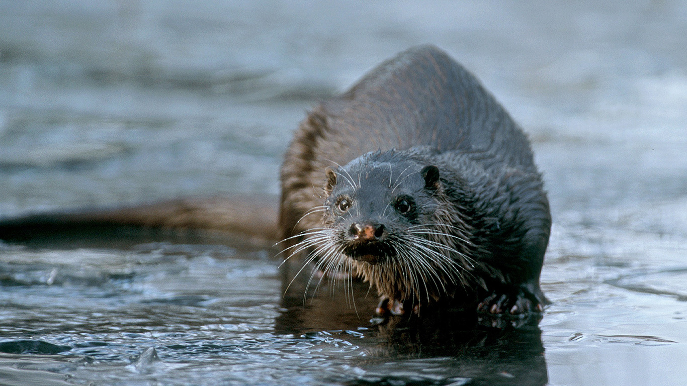 Hvordan kan man opleve odderen?