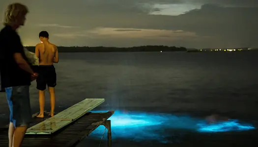 Fantastiske skabninger: Selvlysende alger lyser havet op