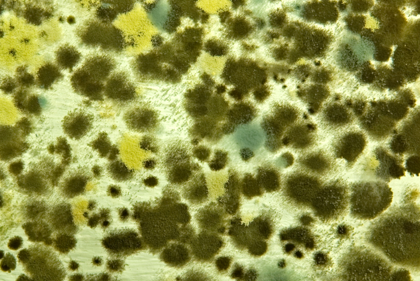 Skimmelsvamp er blevet resistent over for medicin pga. sprøjtemidler