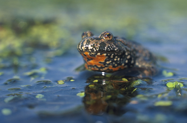 Oplev den fantastiske natur, som Grøn Trepart kan give os meget mere af