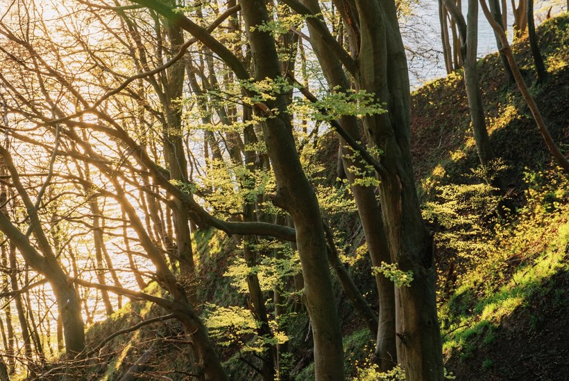 Se kortet: Her kan Danmarks nye natur ligge