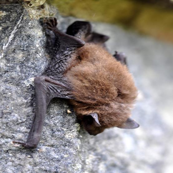 Dværgflagermusen har brug for et rigt insektliv