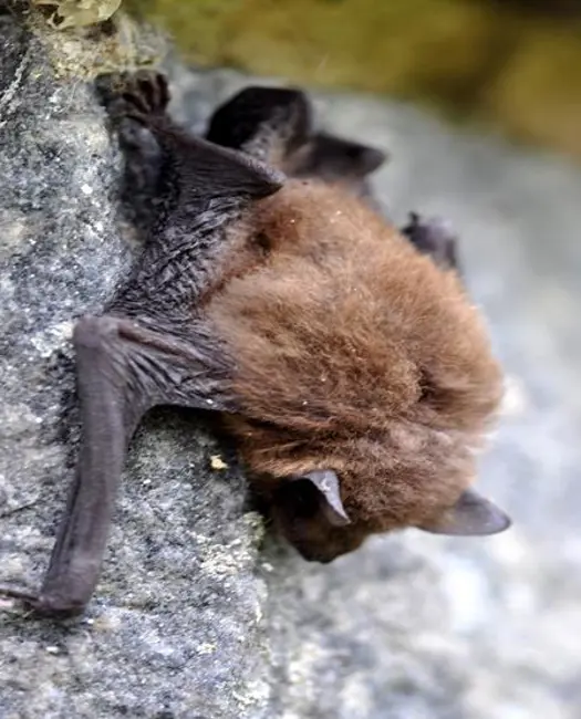 Dværgflagermusen har brug for et rigt insektliv