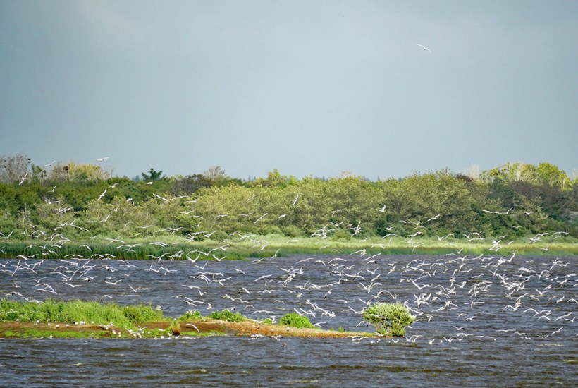Fra klimaskadelige marker til våde moser og ådale: Sådan skal 140.000 hektar forvandles