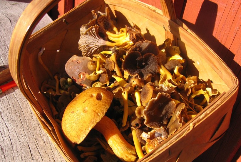 5 lækre svampe, du måske ikke har hørt om før 