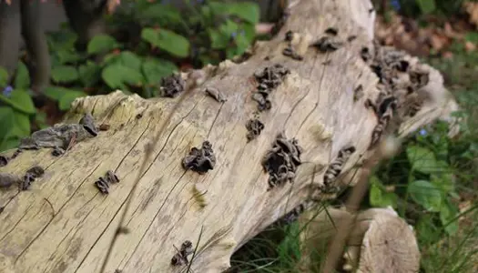 4) Behold dødt træ i haven