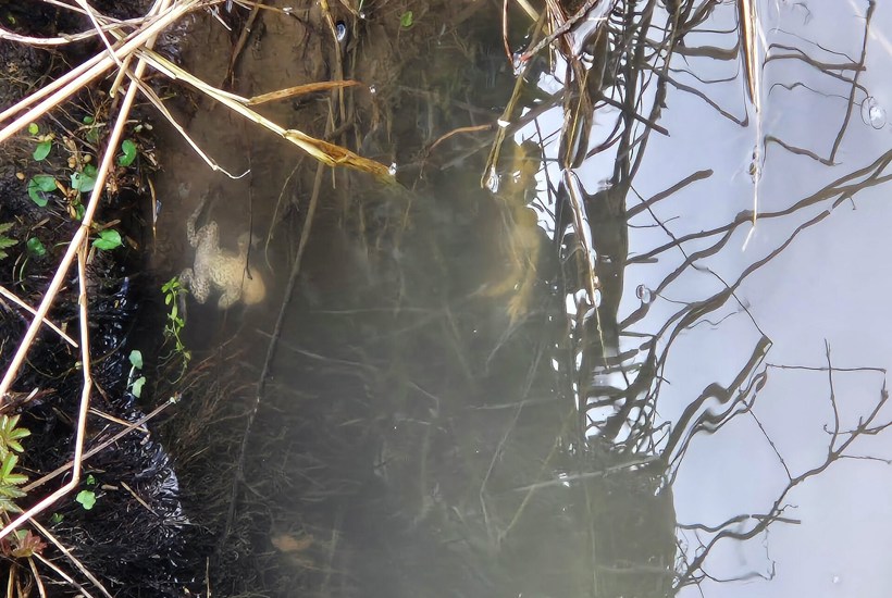 Gylleudslip dræber alt: Sådan så det ud, da gylleudslip kostede rådyr livet 
