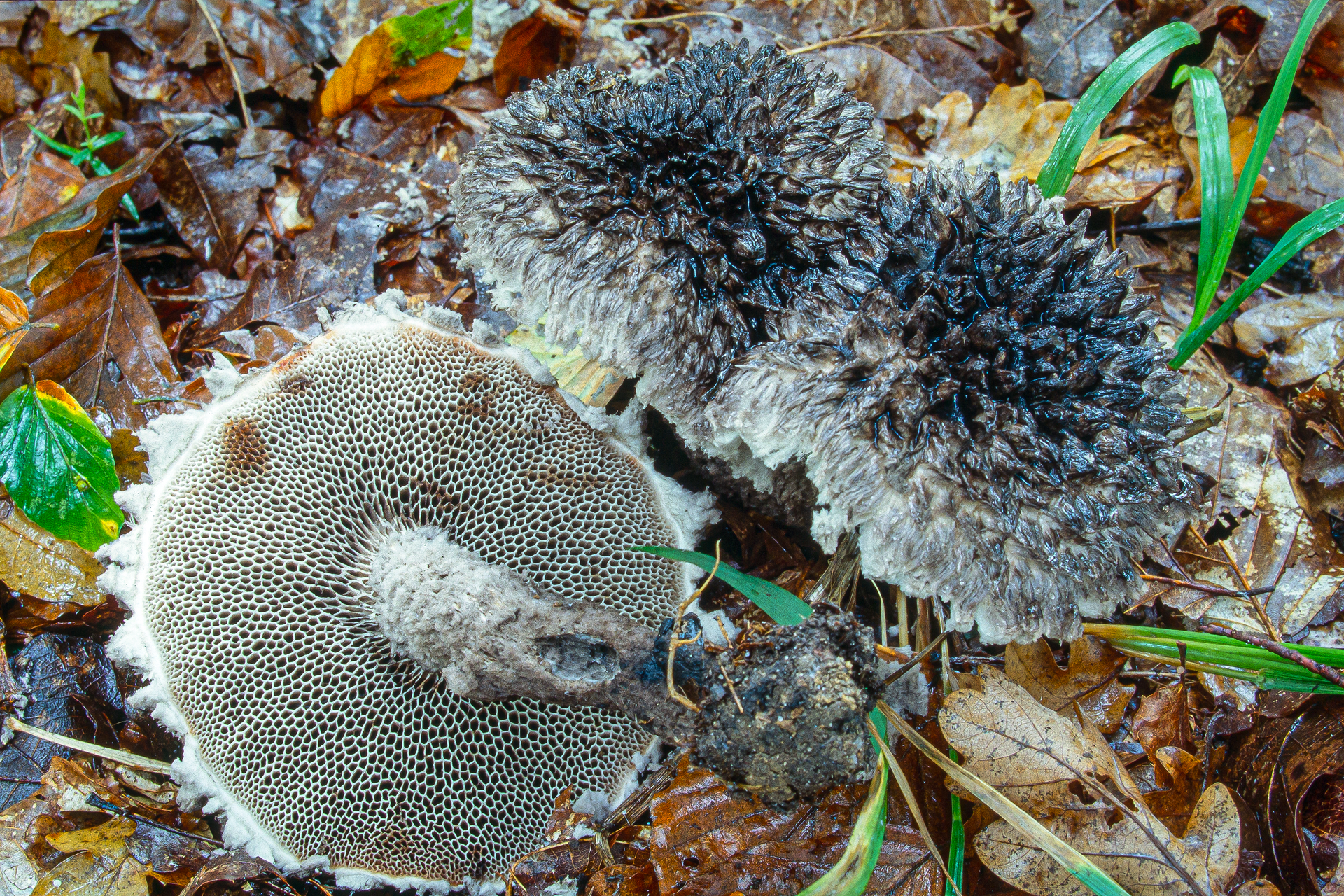 Koglerørhat (Strobilomyces strobilaceus)