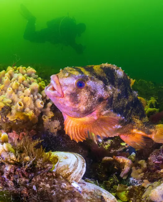 Sådan kæmper vi for boblerevene