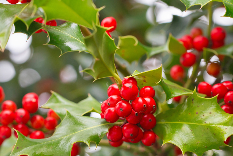 5 idéer til naturlige og smukke juledekorationer