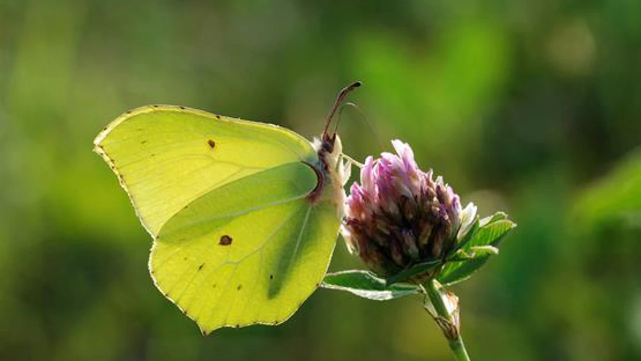 citronsommerfugl-han_foto-michael-stoltze.webp