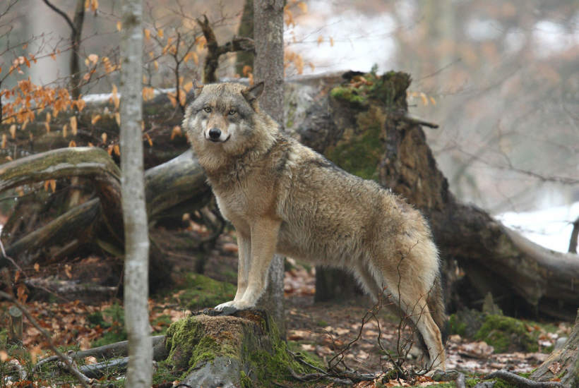 Helt hovedløst: Nu kan det blive lettere at skyde ulve i Danmark
