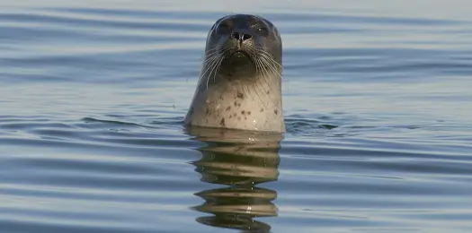Øresund er et helle for sæler
