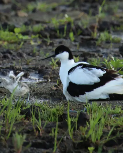 Fra dyrket land til den vildeste natur 