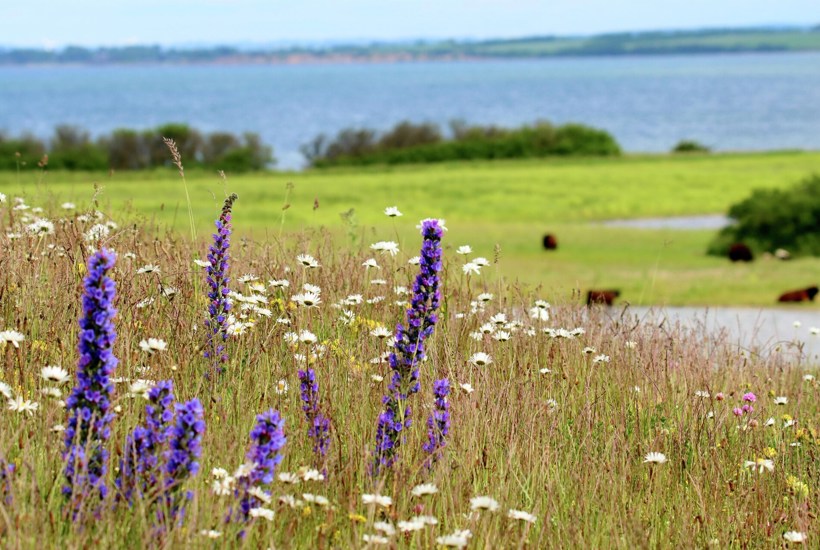 Handlingsplan for naturen strippet for handling