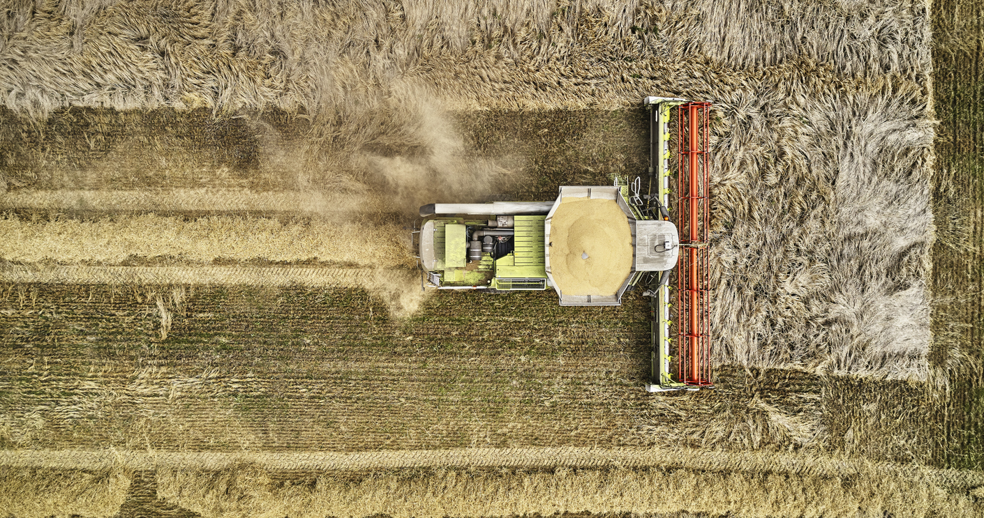 Ensformige afgrøder