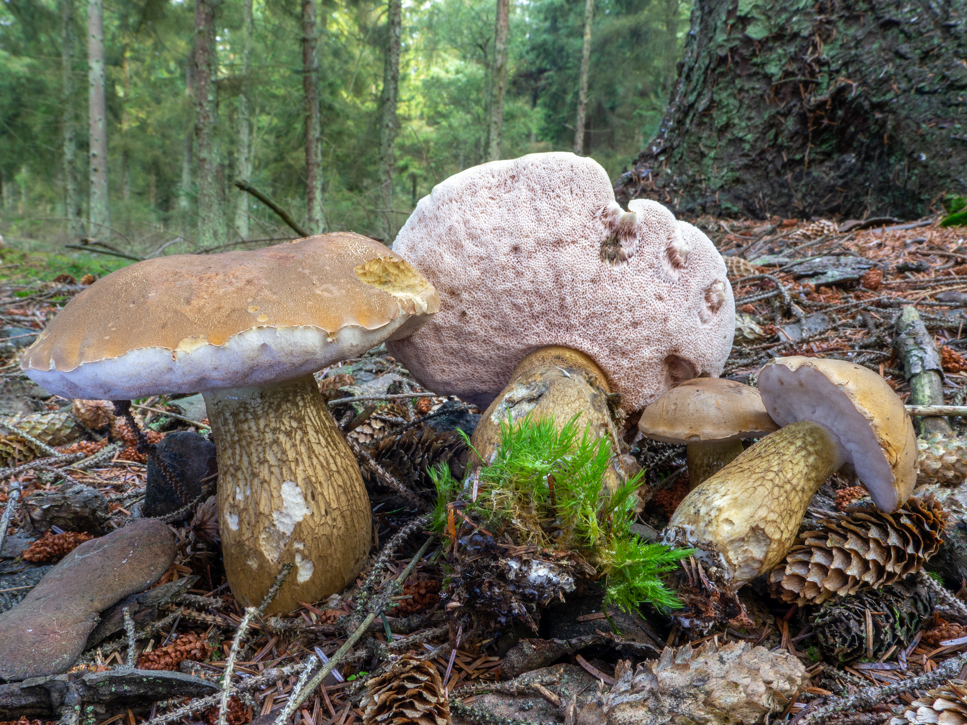 Galde-rørhat (Tylopilus felleus)