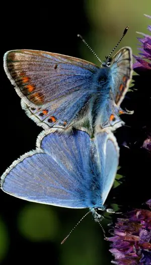 9. Almindelig blåfugl