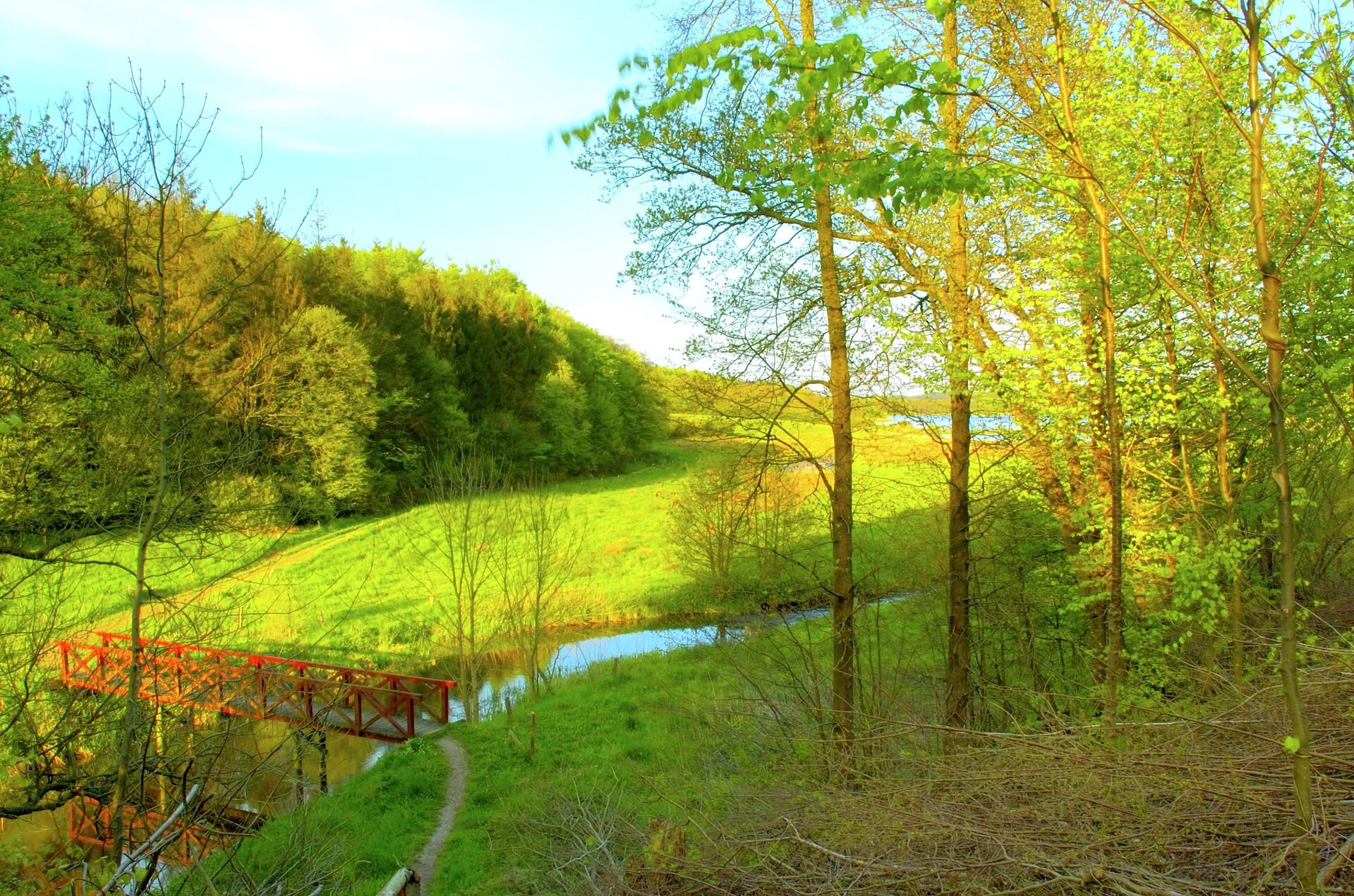 Draved Skov