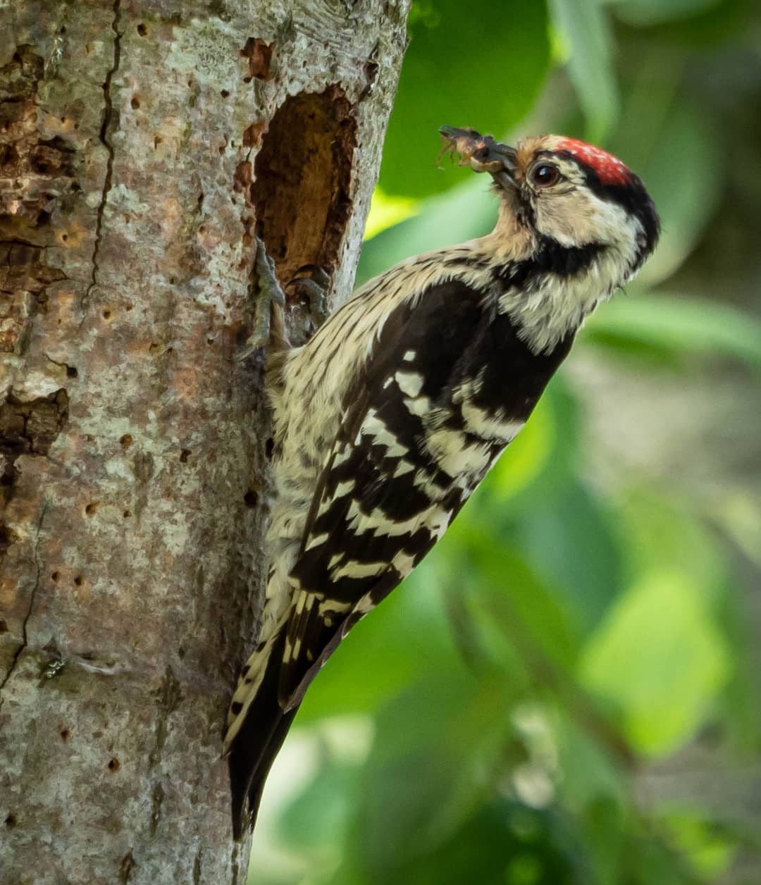 7. Lille flagspætte 