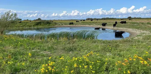 Vil du også have mere natur?