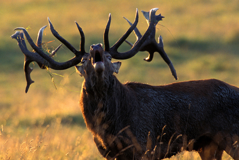 Flertal af danskerne bakker op om vilde skove med store dyr 