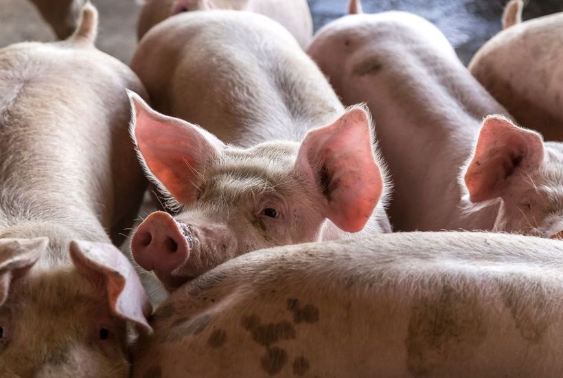 40 millioner svin om året i Danmark: Det er for mange  