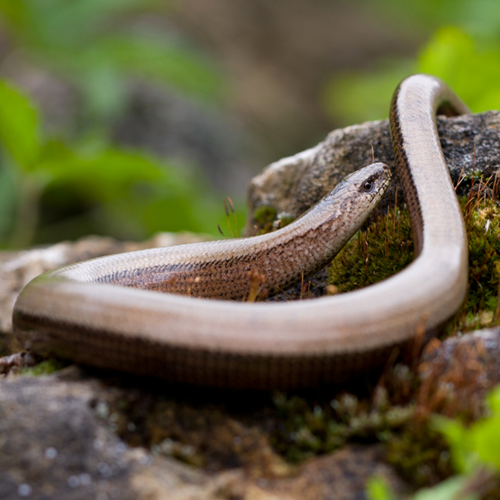 Lav varme steder i haven og få besøg af stålormen