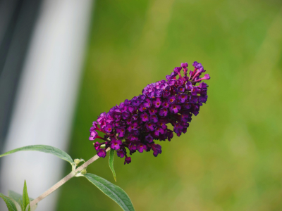 Sommerfuglebuske overlever vinteren