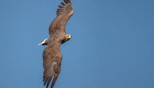 Få et tilskud til advokatregningen