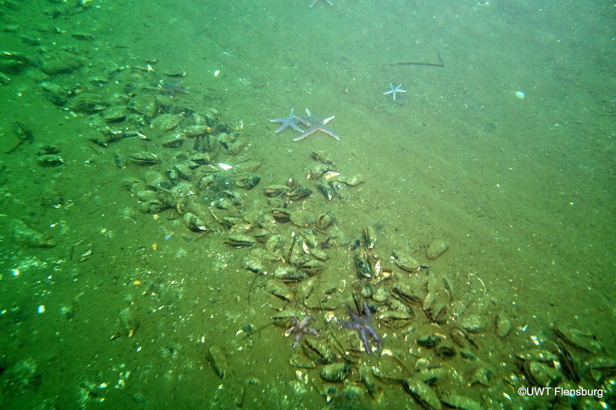 Muslingeskrab 4 Flensborg Fjord