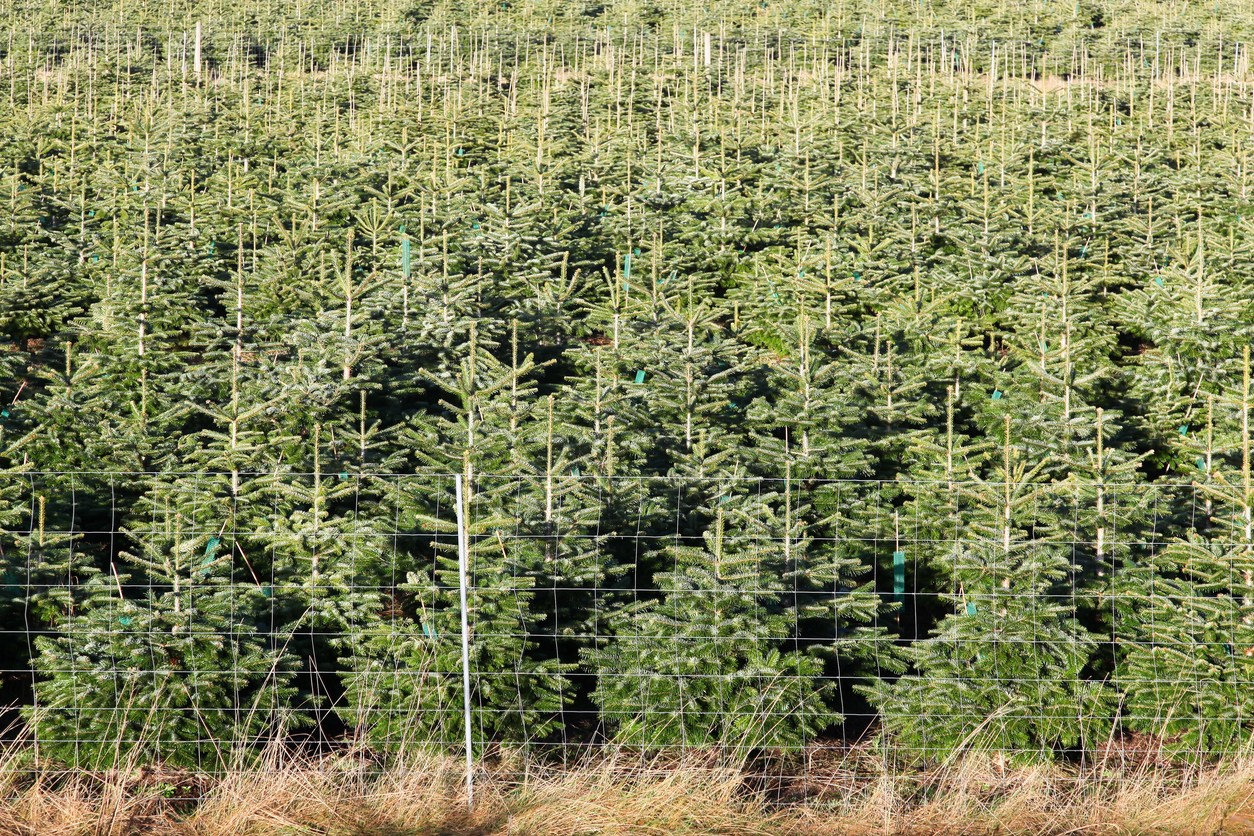 En juletræsplantage er ikke natur