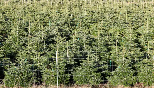 En juletræsplantage er ikke natur