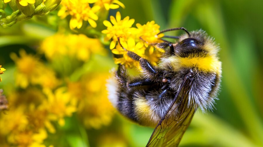 Fantastiske skabninger: Bier har følelser og elsker at lege
